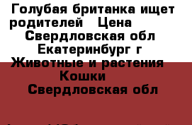 Голубая британка ищет родителей › Цена ­ 2 000 - Свердловская обл., Екатеринбург г. Животные и растения » Кошки   . Свердловская обл.